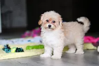 Nicole, a female Havapoo for sale in Fresno, OH – 3 of 8