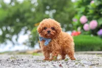 Luca, a male Cavapoo for sale in Fresno, OH – 2 of 8