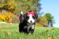Bena, a female Miniature Bernedoodle for sale in Fresno, OH – 4 of 9