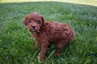 Denver 💕🐶, a male Poodle - Miniature  for sale in Fresno, OH – 8 of 10
