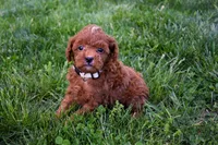 Denver 💕🐶, a male Poodle - Miniature  for sale in Fresno, OH – 6 of 10