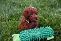 Denver 💕🐶, a male Poodle - Miniature  for sale in Fresno, OH – 4 of 10