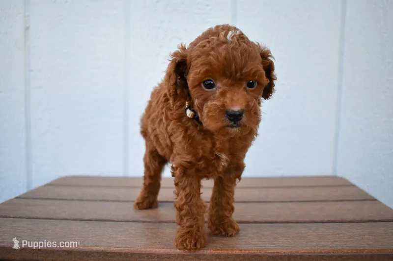Denver 💕🐶 – Poodle - Miniature  puppy for sale in Fresno, OH