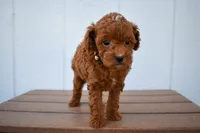 Denver 💕🐶, a male Poodle - Miniature  for sale in Fresno, OH – 2 of 10