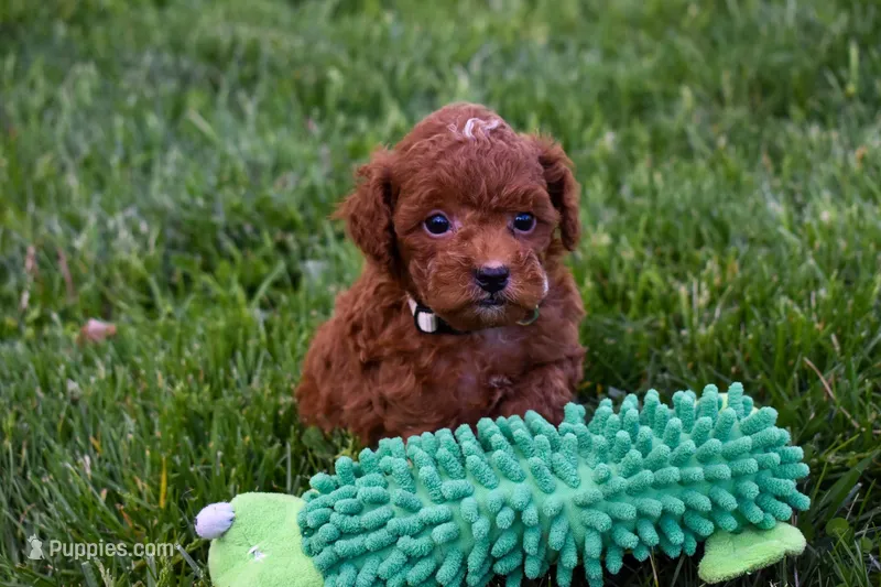 Denver 💕🐶 – Poodle - Miniature  puppy for sale in Fresno, OH