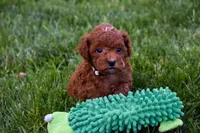 Denver 💕🐶, a male Poodle - Miniature  for sale in Fresno, OH – 1 of 10