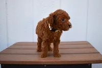 Denver 💕🐶, a male Poodle - Miniature  for sale in Fresno, OH – 3 of 10
