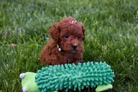 Denver 💕🐶, a male Poodle - Miniature  for sale in Fresno, OH – 5 of 10