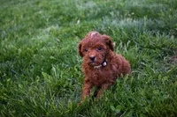 Denver 💕🐶, a male Poodle - Miniature  for sale in Fresno, OH – 7 of 10