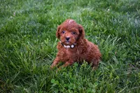 Denver 💕🐶, a male Poodle - Miniature  for sale in Fresno, OH – 9 of 10