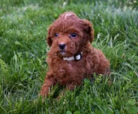 Denver 💕🐶, a male Poodle - Miniature  for sale in Fresno, OH – 10 of 10