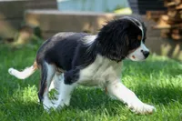 Dotson 🐾, a male Cavalier King Charles Spaniel for sale in Fresno, OH – 6 of 9