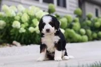 Lacey, a female Miniature Bernedoodle for sale in Fresno, OH – 2 of 5