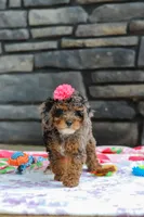Lexi, a female Poodle - Miniature  for sale in Fresno, OH – 6 of 8