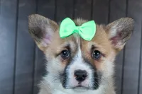 Ripley, a male Pembroke Welsh Corgi for sale in Fresno, OH – Photo 2 of 10