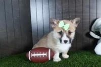 Ripley, a male Pembroke Welsh Corgi for sale in Fresno, OH – Photo 10 of 10