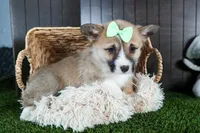 Ripley, a male Pembroke Welsh Corgi for sale in Fresno, OH – Photo 8 of 10