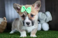 Ripley, a male Pembroke Welsh Corgi for sale in Fresno, OH – Photo 3 of 10