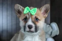 Ripley, a male Pembroke Welsh Corgi for sale in Fresno, OH – Photo 4 of 10