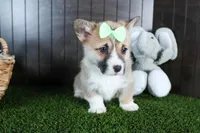 Ripley, a male Pembroke Welsh Corgi for sale in Fresno, OH – Photo 7 of 10
