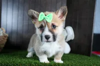 Ripley, a male Pembroke Welsh Corgi for sale in Fresno, OH – Photo 5 of 10