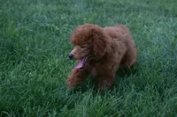Denver 💕🐶, a male Poodle - Miniature  for sale in Fresno, OH – 8 of 10