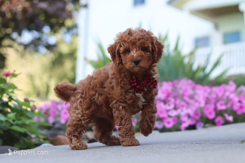 Jordan – Cavapoo puppy for sale in Fresno, OH