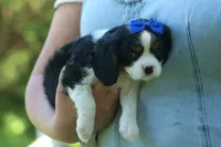 Dotson 🐾, a male Cavalier King Charles Spaniel for sale in Fresno, OH – 10 of 10