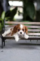 Asher, a male Cavalier King Charles Spaniel for sale in Fresno, OH – Photo 2 of 10