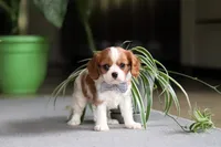 Asher, a male Cavalier King Charles Spaniel for sale in Fresno, OH – Photo 9 of 10