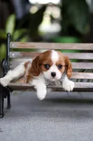 Asher, a male Cavalier King Charles Spaniel for sale in Fresno, OH – Photo 5 of 10