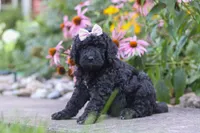 Issebelle, a female Newfypoo for sale in Fresno, OH – 3 of 7