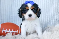Walker 🩵, a male Cavalier King Charles Spaniel for sale in Fresno, OH – 8 of 10