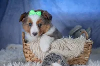 Izzy, a male Miniature Aussiedoodle for sale in Fresno, OH – Photo 4 of 10