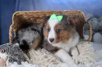 Izzy, a male Miniature Aussiedoodle for sale in Fresno, OH – Photo 9 of 10