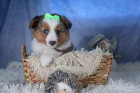 Izzy, a male Miniature Aussiedoodle for sale in Fresno, OH – Photo 8 of 10