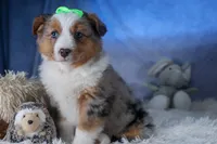 Izzy, a male Miniature Aussiedoodle for sale in Fresno, OH – Photo 3 of 10