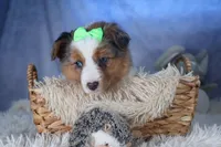 Izzy, a male Miniature Aussiedoodle for sale in Fresno, OH – Photo 10 of 10