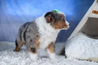 Izzy, a male Miniature Aussiedoodle for sale in Fresno, OH – Photo 2 of 10