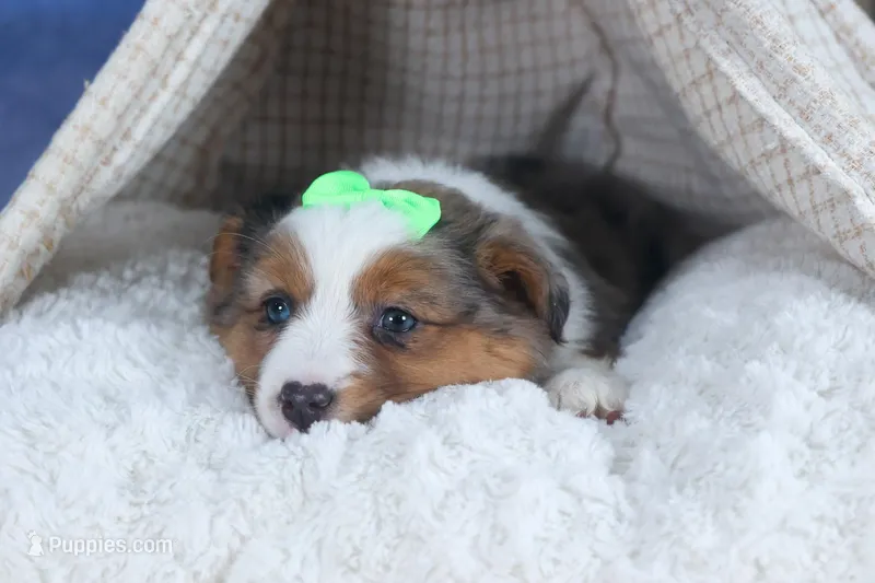 Izzy, a male Miniature Aussiedoodle for sale in Fresno, OH – Photo 1 of 10