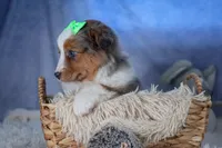 Izzy, a male Miniature Aussiedoodle for sale in Fresno, OH – Photo 5 of 10