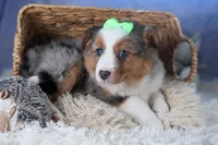 Izzy, a male Miniature Aussiedoodle for sale in Fresno, OH – Photo 7 of 10