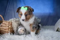 Izzy, a male Miniature Aussiedoodle for sale in Fresno, OH – Photo 6 of 10