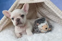 💕Jasmine, a female French Bulldog for sale in Fresno, OH – 9 of 10