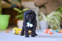 Blake, a male Poodle - Miniature  for sale in Fresno, OH – 2 of 9