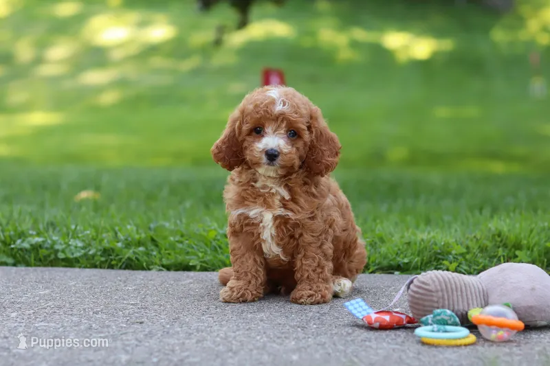 Jaxon – Cavapoo puppy for sale in Fresno, OH