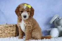 🐾 Meet Nova – F2B Mini Goldendoodle Puppy 🐾, a female Miniature Goldendoodle for sale in Fresno, OH – 2 of 10