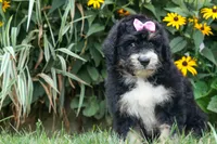 Darla, a female Bernedoodle for sale in Fresno, OH – 2 of 9