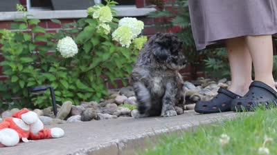 Raina, a female Newfypoo for sale in Fresno, OH – 8 of 8