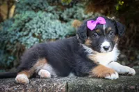  Larson 🐶, a female Miniature Aussiedoodle for sale in Fresno, OH – 6 of 9